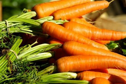 Cum să crească un morcov bun toate etapele de cultivare
