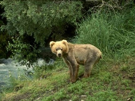 Pe măsură ce animalul se îndepărtează de anestezie