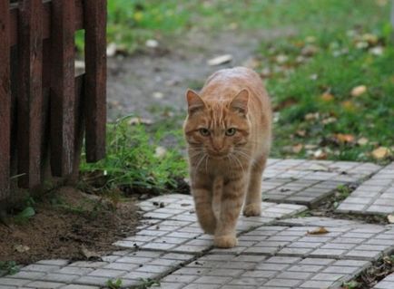 Pe măsură ce animalul se îndepărtează de anestezie