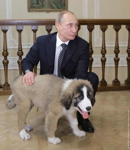 Care este numele câinelui lui Putin ce rasa de caine Putin