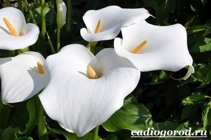 flori calla