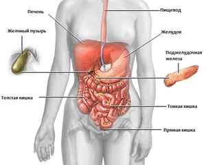 Calculi biliari în simptomele hepatice la femei - boli ale organelor interne - Editura - populară