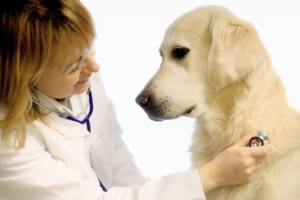 Tusea la câini părea sufocat, posibile cauze, tratamente și modalități de acordare de urgență