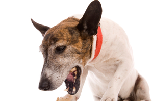 Tusea la câini părea sufocat, posibile cauze, tratamente și modalități de acordare de urgență
