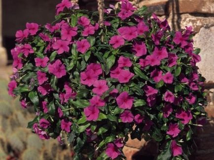 Catharanthus specii, creșterea, îngrijirea și cultivarea de semințe la domiciliu
