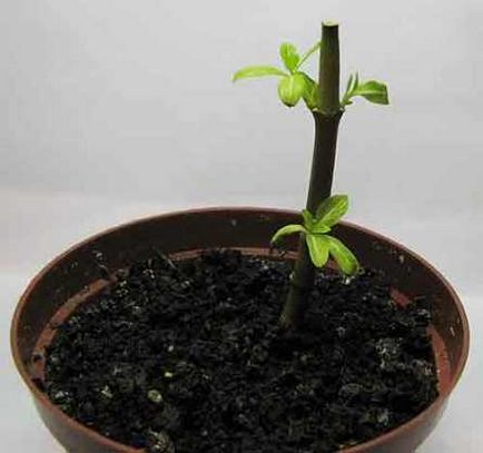 Catharanthus - în creștere de la semințe de acasă cu fotografii și video