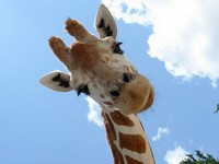 De ce vis o girafă carte de vis - o girafă într-un vis