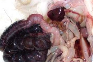 simptome intestinale Eneteropatii ale celiac, essudativnoy si enteropatia disaharidazodefitsitnoy (disaharidazodefitsitnoy) simptome intestinale Eneteropatii de celiaca, essudativnoy și enteropatie disaharidazodefitsitnoy