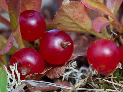 Cranberry cum și unde să crească atunci când recoltate la maturitate, sezon în România