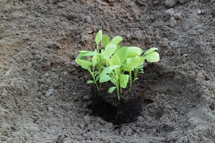 Când să planteze asteri puieți - date de plantare, instrucțiuni pas cu pas