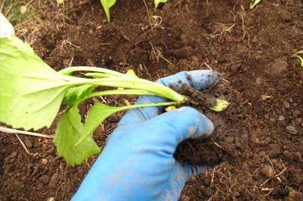 Când să planteze răsaduri de Aster în 2017 plantarea, cultivarea și întreținerea semințelor Aster
