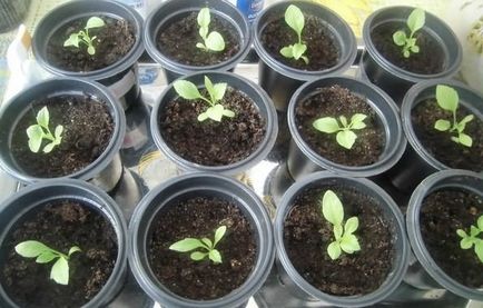 Când să planteze răsaduri de Aster în 2017 plantarea, cultivarea și întreținerea semințelor Aster