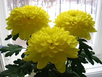 de îngrijire la domiciliu cameră Chrysanthemum pentru potul