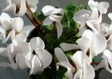 Begonia de îngrijire a camerei de flori și de reproducere in casa cu fotografii