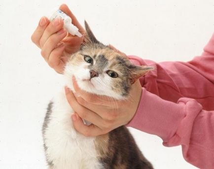 Pisica clatină din cap și zgârierea urechile, dar urechile sunt curate