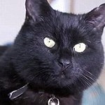 Cat Behemoth - kototeka - cel mai interesant lucru despre lumea pisicilor