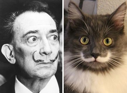 Pisică și Salvador Dali