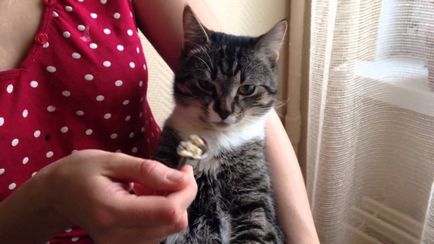 Cat otrăvit ce să facă acasă, 7 fotografii, clipuri video (do) Cat otrăvit ce să facă acasă, 7 fotografii, clipuri video