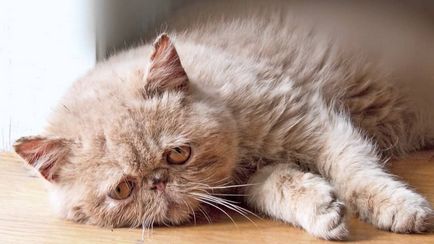Cat otrăvit ce să facă acasă, 7 fotografii, clipuri video (do) Cat otrăvit ce să facă acasă, 7 fotografii, clipuri video