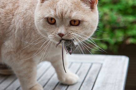 Cat otrăvit ce să facă acasă, 7 fotografii, clipuri video (otrăvită) Cat otrăvit ce să facă acasă, 7 fotografii, clipuri video
