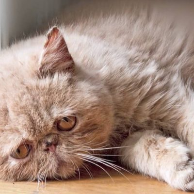 Cat otrăvit ce să facă acasă, 7 fotografii, clipuri video (otrăvită) Cat otrăvit ce să facă acasă, 7 fotografii, clipuri video