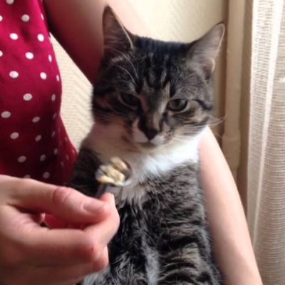 Cat otrăvit ce să facă acasă, 7 fotografii, clipuri video (otrăvită) Cat otrăvit ce să facă acasă, 7 fotografii, clipuri video