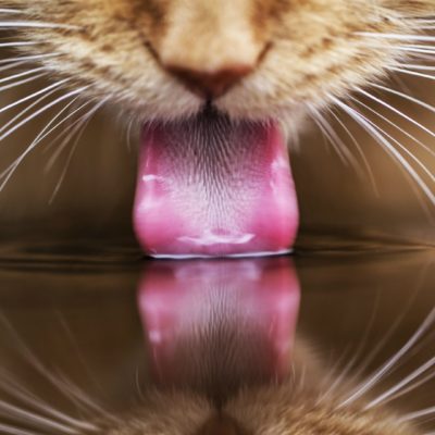 Cat otrăvit ce să facă acasă, 7 fotografii, clipuri video (otrăvită) Cat otrăvit ce să facă acasă, 7 fotografii, clipuri video