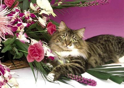 Cat otrăvit ce să facă acasă, 7 fotografii, clipuri video (do) Cat otrăvit ce să facă acasă, 7 fotografii, clipuri video