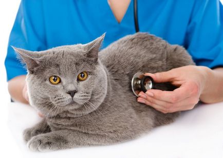 Cat otrăvit ce să facă acasă, 7 fotografii, clipuri video (do) Cat otrăvit ce să facă acasă, 7 fotografii, clipuri video