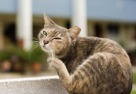 Cat scutură capul și zgârieturi urechile și motivele lui să vă faceți griji dacă aveți nevoie de o pisică și o pisică