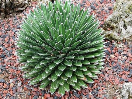 Frumusetea Agave albastru mexican