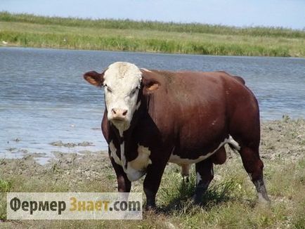 carne de bovine rase caracteristicile și condițiile de cultivare de tauri și vaci pentru carne