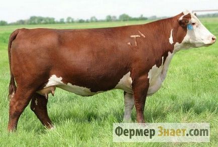 carne de bovine rase caracteristicile și condițiile de cultivare de tauri și vaci pentru carne