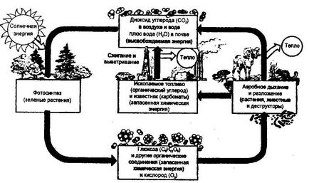 Circulația a materiei și energiei