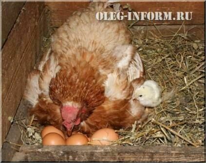 puii de reproducție Găinile de găină la o găină de pui
