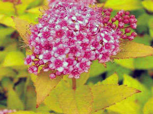 Spirea arbust - plantare și îngrijire, Spiraea fotografie, specii și varietăți de japonica spirea Spiraea, vangutta, gri