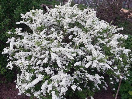 Spirea arbust - plantare și îngrijire, Spiraea fotografie, specii și varietăți de japonica spirea Spiraea, vangutta, gri