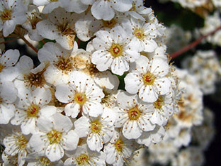 Spirea arbust - plantare și îngrijire, Spiraea fotografie, specii și varietăți de japonica spirea Spiraea, vangutta, gri