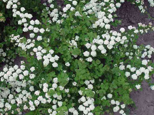 Spirea arbust - plantare și îngrijire, Spiraea fotografie, specii și varietăți de japonica spirea Spiraea, vangutta, gri