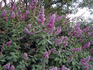 Spirea arbust - plantare și îngrijire, Spiraea fotografie, specii și varietăți de japonica spirea Spiraea, vangutta, gri