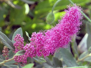 Spirea arbust - plantare și îngrijire, Spiraea fotografie, specii și varietăți de japonica spirea Spiraea, vangutta, gri