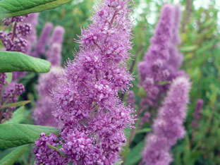 Spirea arbust - plantare și îngrijire, Spiraea fotografie, specii și varietăți de japonica spirea Spiraea, vangutta, gri