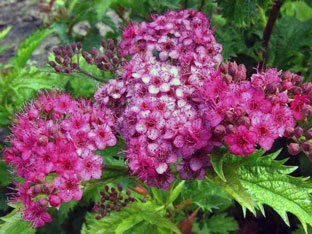 Spirea arbust - plantare și îngrijire, Spiraea fotografie, specii și varietăți de japonica spirea Spiraea, vangutta, gri