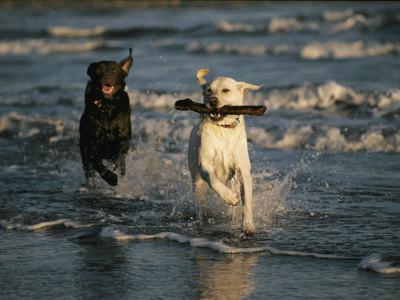 Labrador descriere rasa, fotografie natura