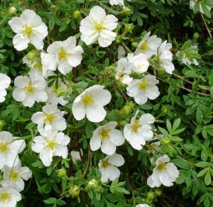 Cinquefoil de plantare arbust, cultivare, îngrijire, fotografie, selectați