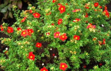 Cinquefoil de plantare arbust, cultivare, îngrijire, fotografie, selectați