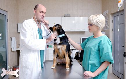 Tratamentul de inflamație pulmonară la câini