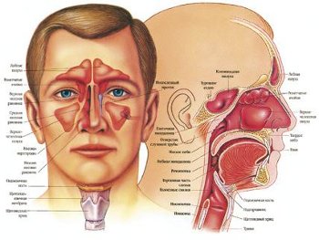 Tratamentul bolilor ale urechii, nasului și gâtului