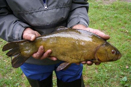 pescuit linul este prinderea linul, linul de captură în cazul în care, ce mai bine pentru a prinde un Tench