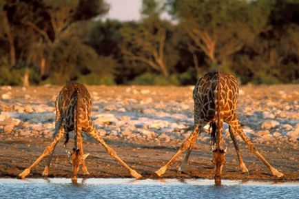 Fapte interesante despre girafe (girafe sălbatice) fapte interesante despre girafe